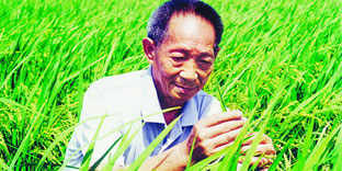 袁隆平：被誉为“世界杂交水稻之父”